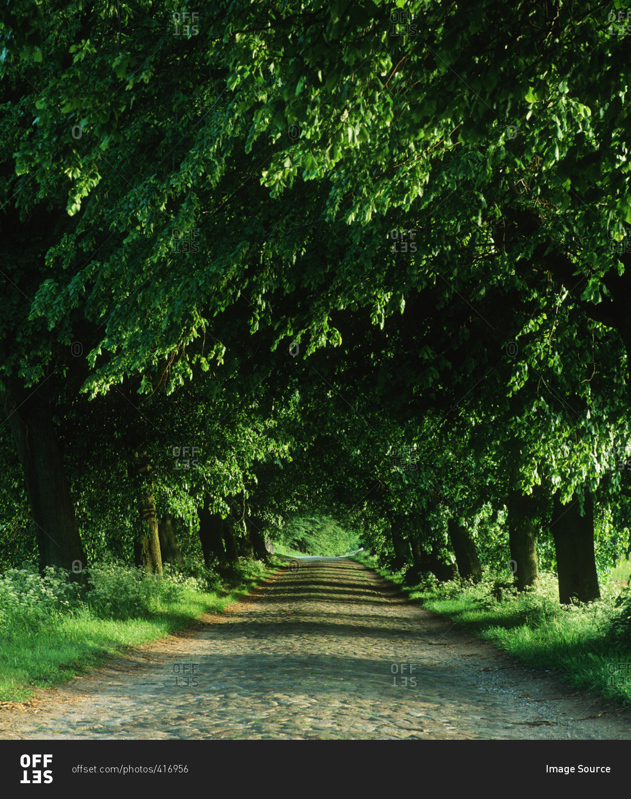 Trees and rural road