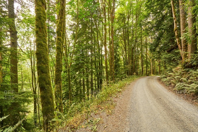 Hillside trail in forest - Offset