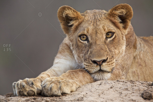 Close up of a lion cub on a rock in Mana Pools, Zimbabwe