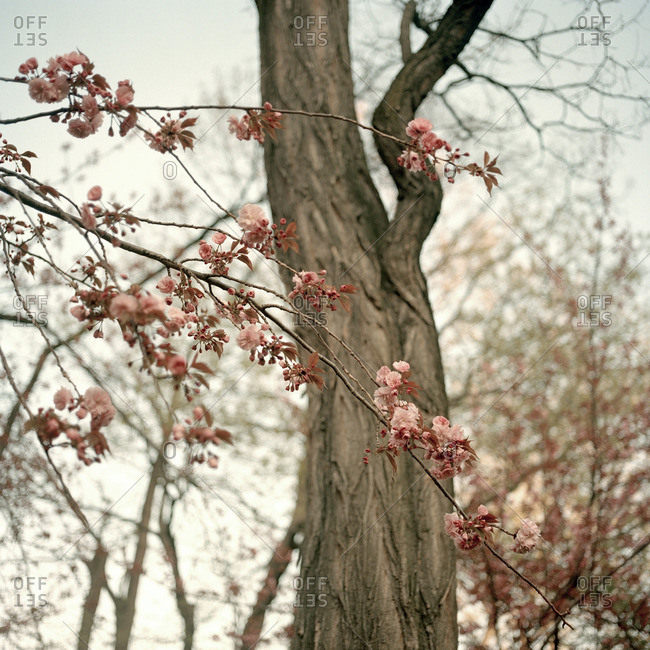 Tree branch with pink blossoms