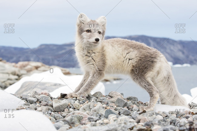 Ice iceberg fox hi-res stock photography and images - Alamy