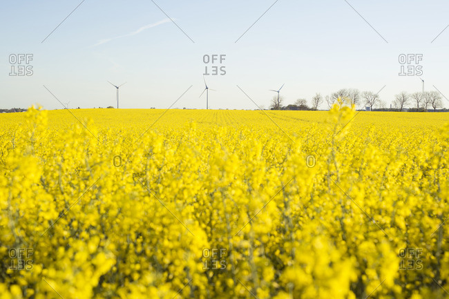 Wind turbines in a field covered in yellow flowers