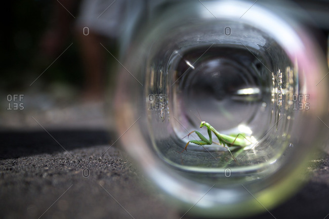 Close up of a praying mantis in a jar