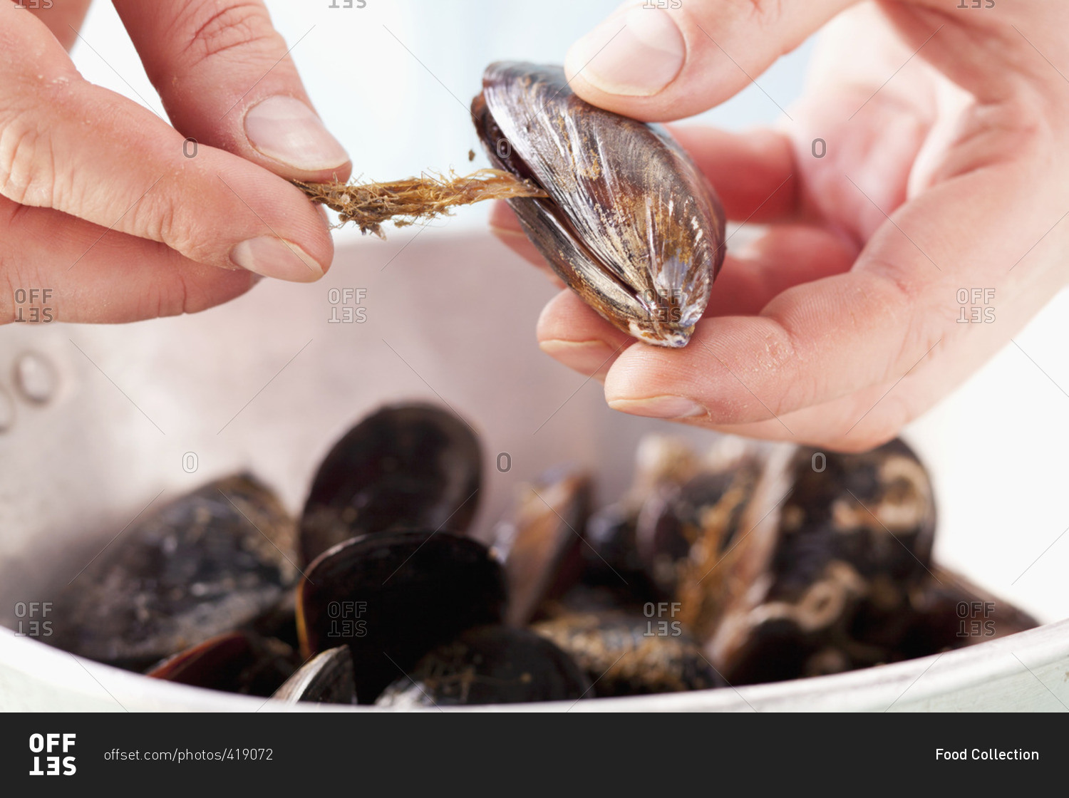 Removing beards from mussels Offset stock photo OFFSET