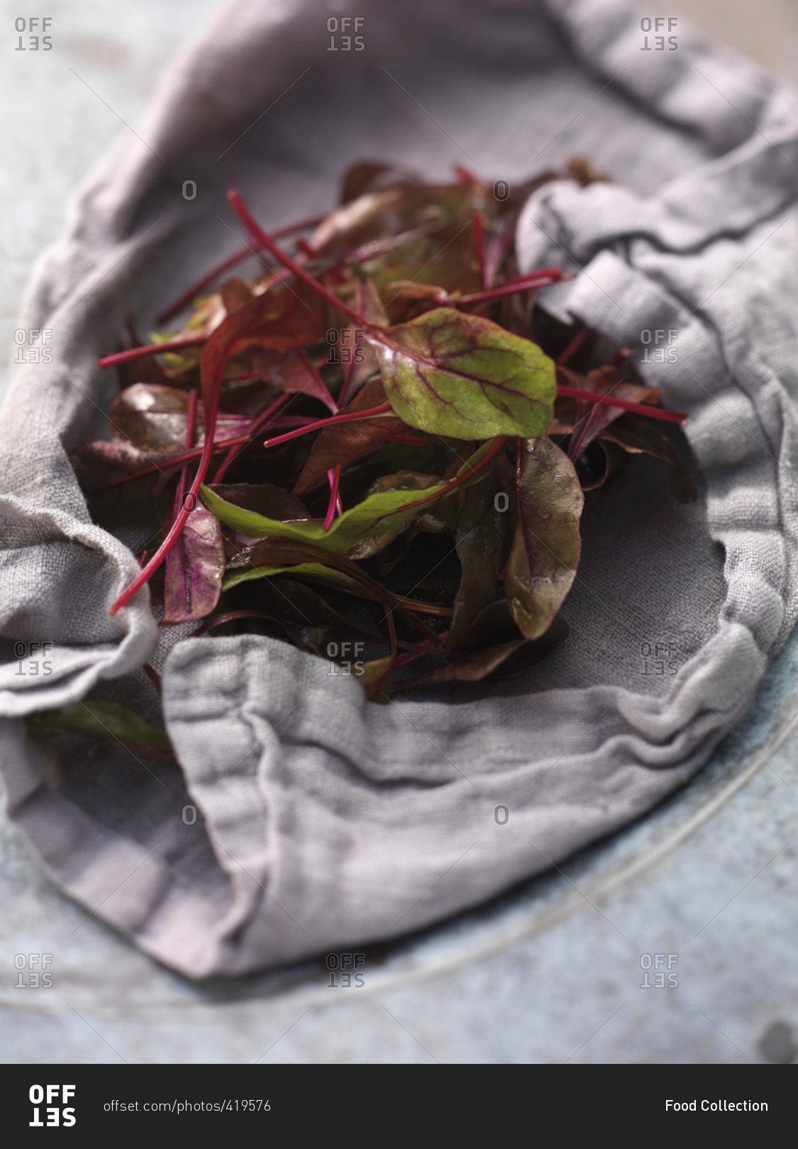 Fresh beetroot leaves on a tea-towel