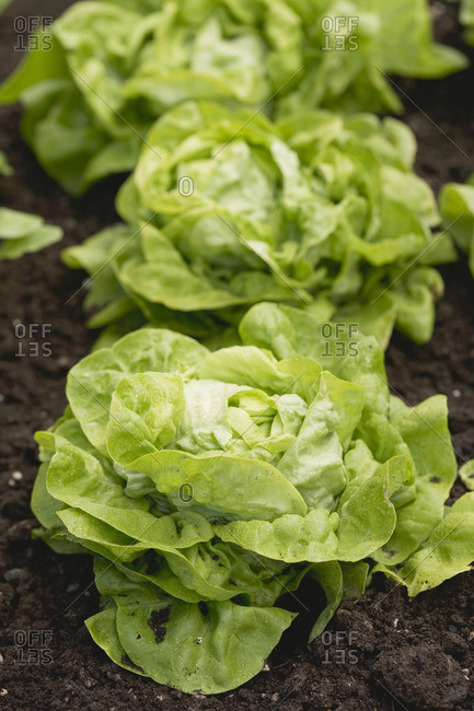 Lettuce in salad bed