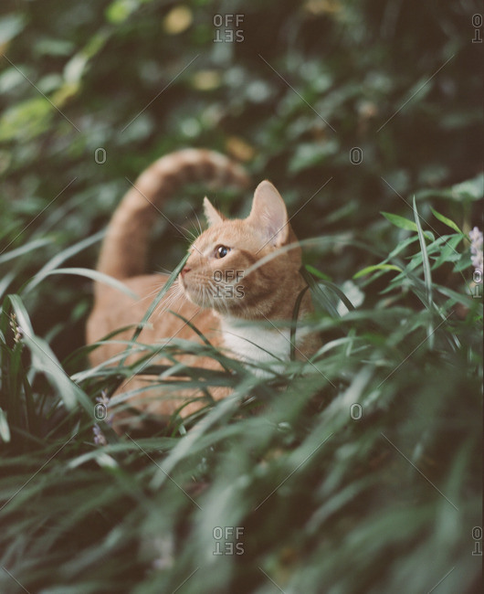 Cat looking away while standing in a field of grass