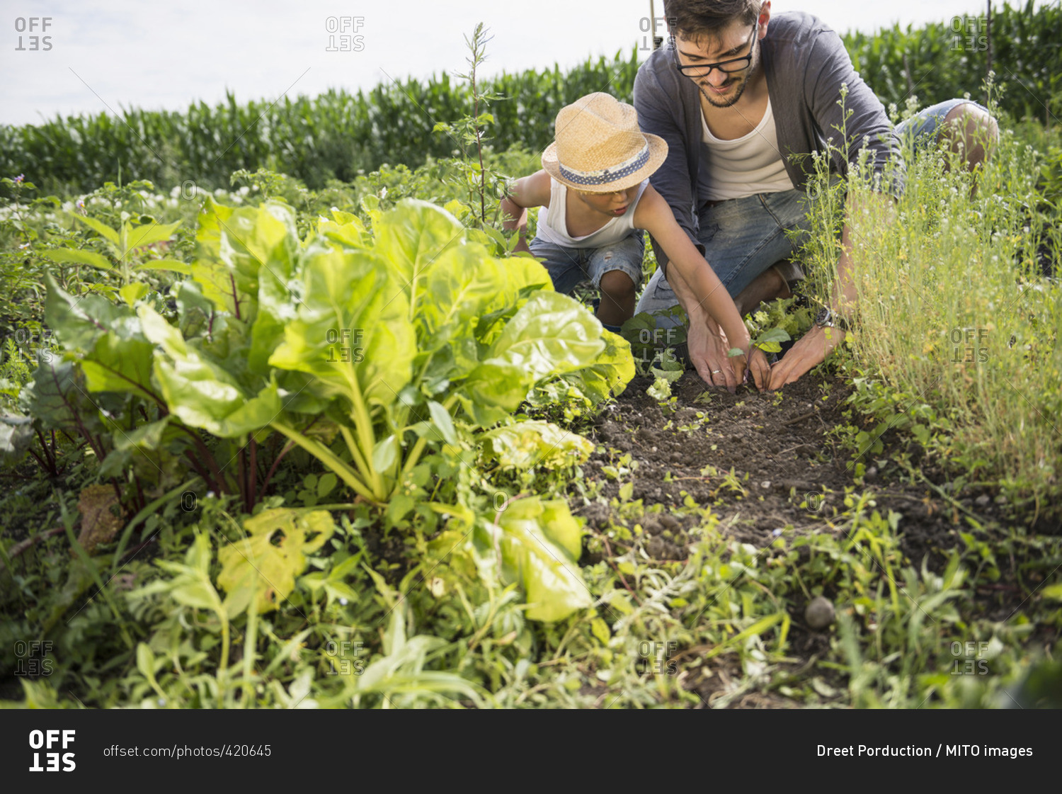Father and son planting seedlings in community garden, Bavaria, Germany