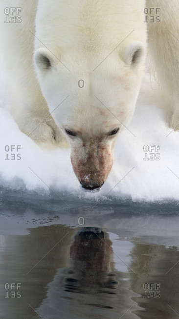 Close-up Of A Polar Bear Looking At Its Reflection In The Waters Of The Arctic Sea