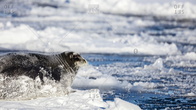 Big Bearded Seal Lying On A Piece Of Pack Ice With Snow Covering Its Body