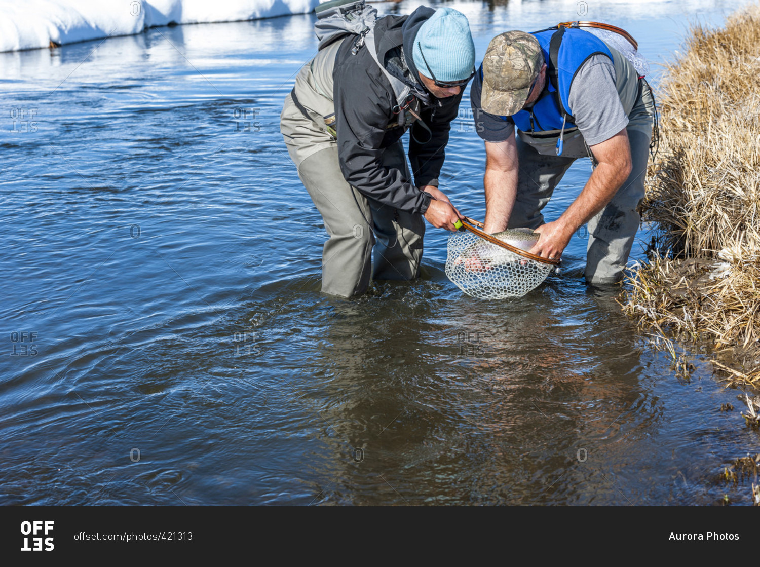 Two Fishermen Netting A Rainbow Fish On The Upper Owens River