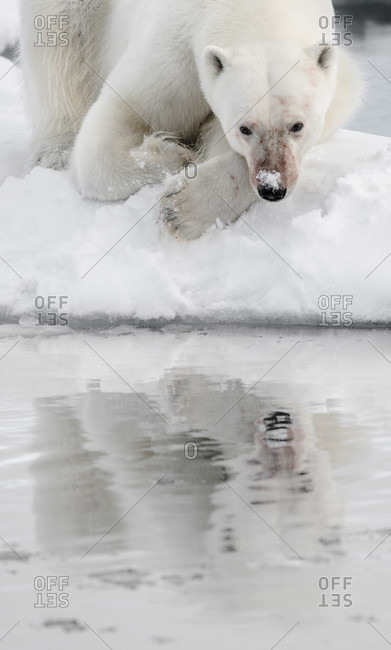 Male Polar Bear In The Svalbard Archipelago