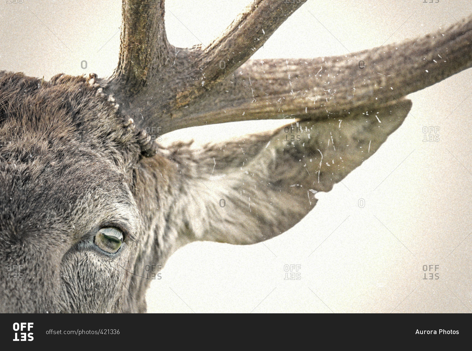 deer eye hair