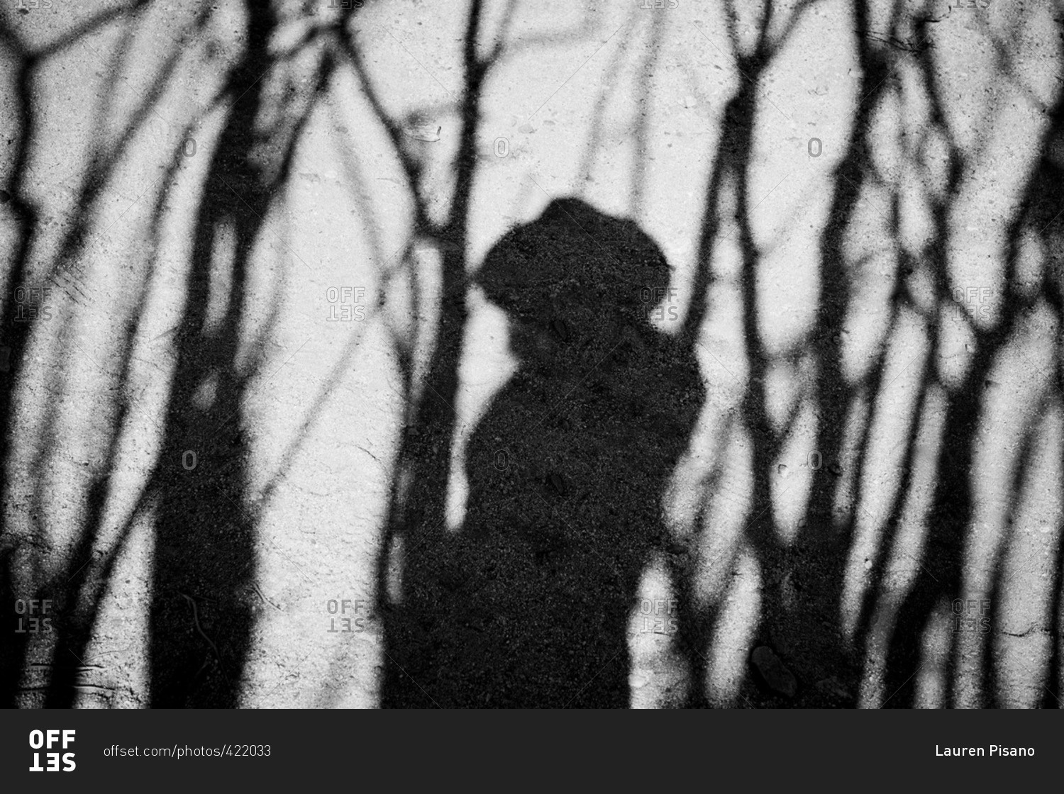Shadow of a person standing amongst trees in Joshua Tree, California