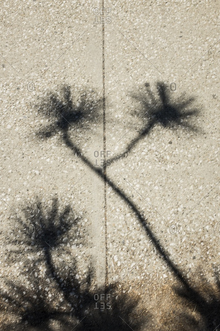 Shadow of a plant on a sidewalk