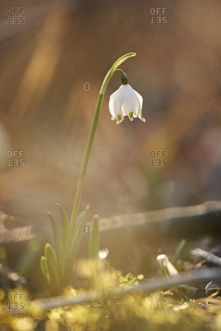 Close-up of Spring Snowflake (Leucojum vernum) Blooming in Spring, Upper Palatinate, Bavaria, Germany