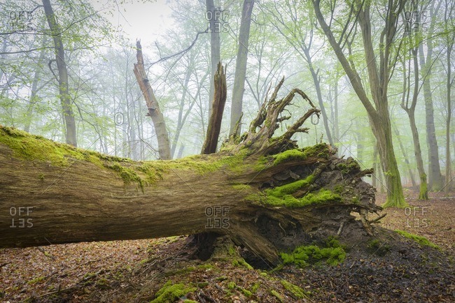 Fallen Tree in Beech Forest in Spring, Hesse, Germany