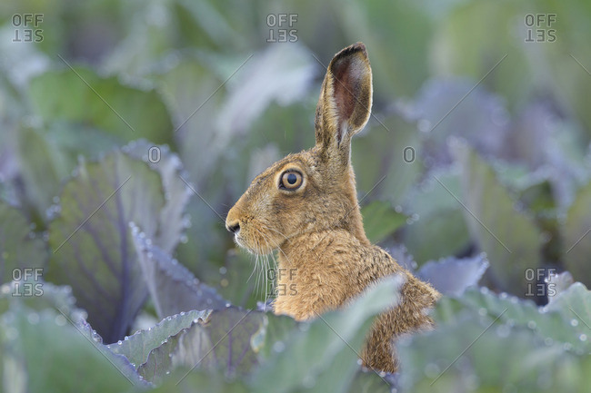 European Brown Hare (Lepus Europeans) in Red Cabbage Field in Summer, Hesse, Germany