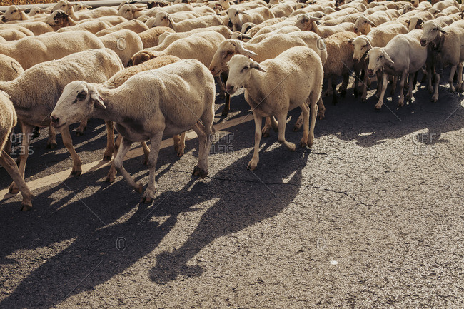 Sheep walking on road, Spain