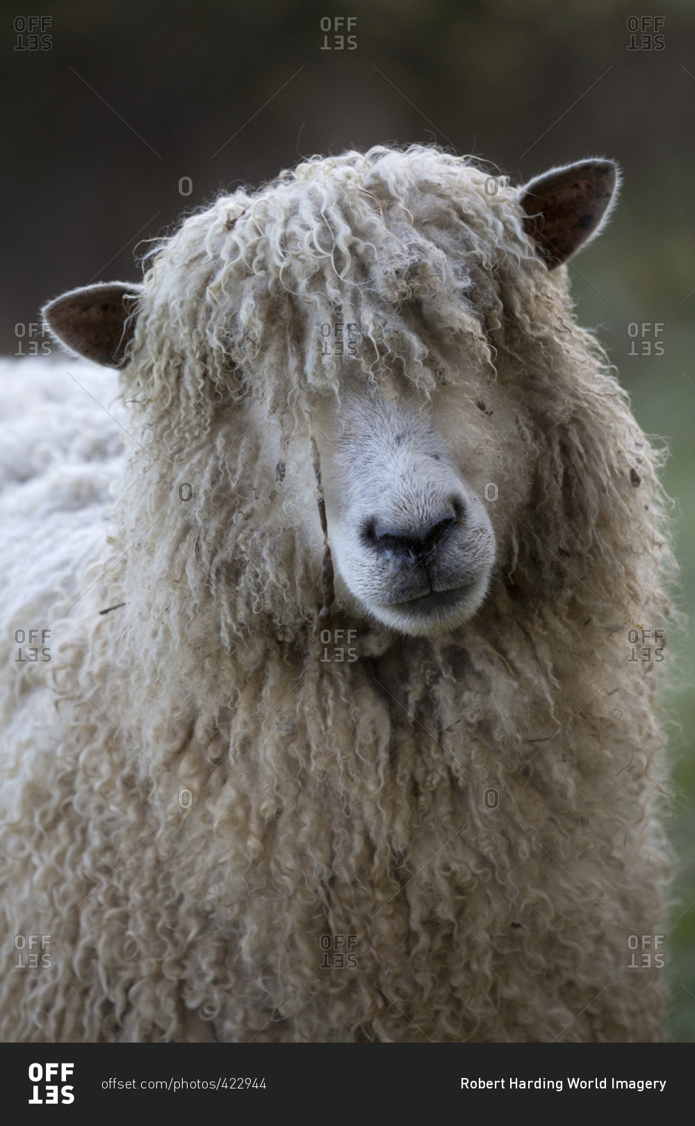 Cotswold Lion breed of sheep, Cotswolds, Gloucestershire, England, United Kingdom, Europe