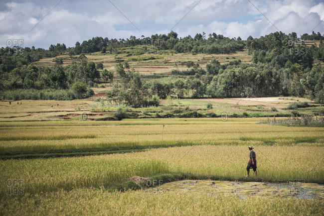 Lady in rice paddy fields on RN7 (Route Nationale 7) near Ambatolampy in the Central Highlands, Madagascar, Africa