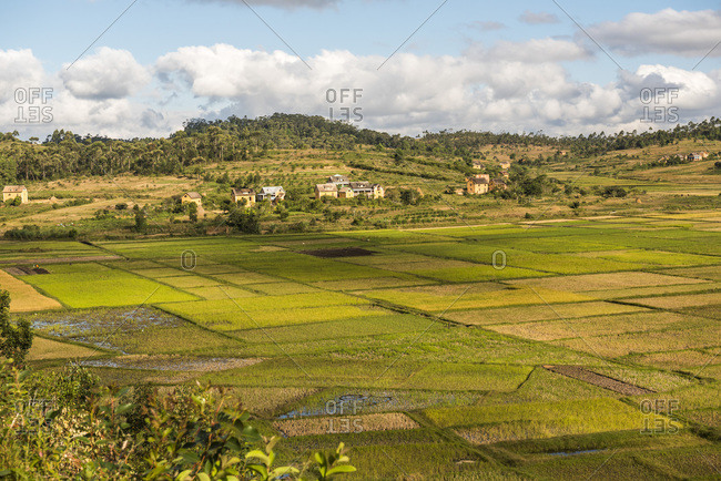 Paddy rice field landscape in the Madagascar Central Highlands near Ambohimahasoa, Haute Matsiatra Region, Madagascar, Africa