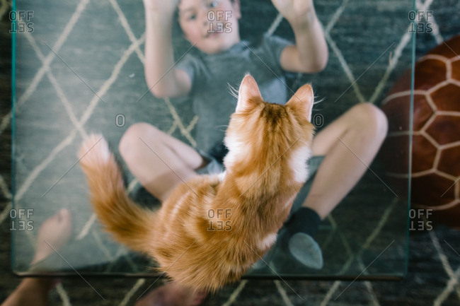 Cat Sitting On A Glass Coffee Table Looking Down At Boy Stock Cat Sitting On A Glass Coffee Table Looking Down At Boy Stock Photo Offset