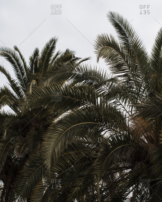 Palm trees against a white sky