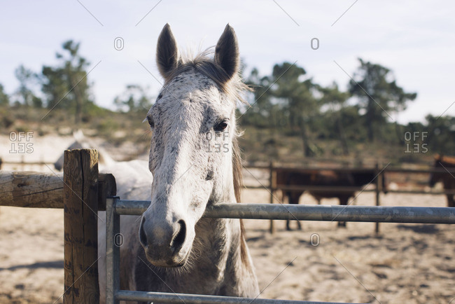 Horses in corral - Offset Collection