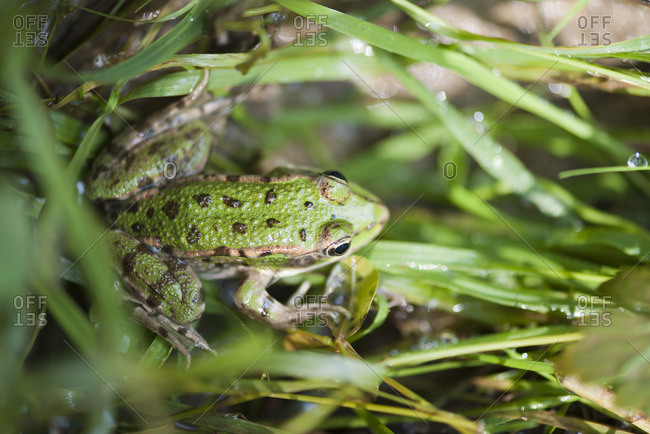 Toad sitting on grass - Offset
