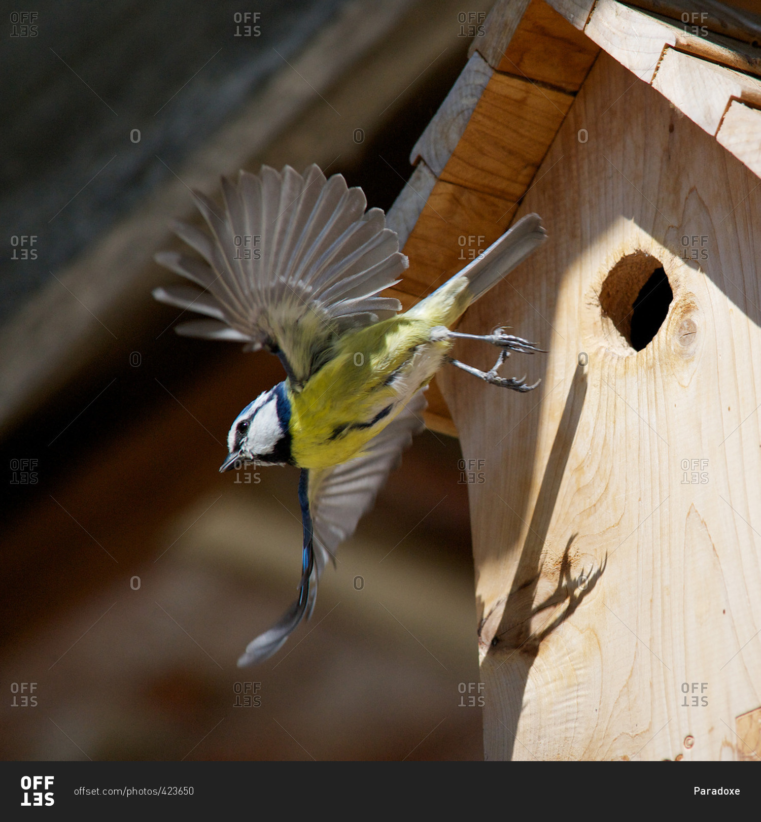 Blue tit (Cyanistes caeruleus) flying away from wooden birdhouse