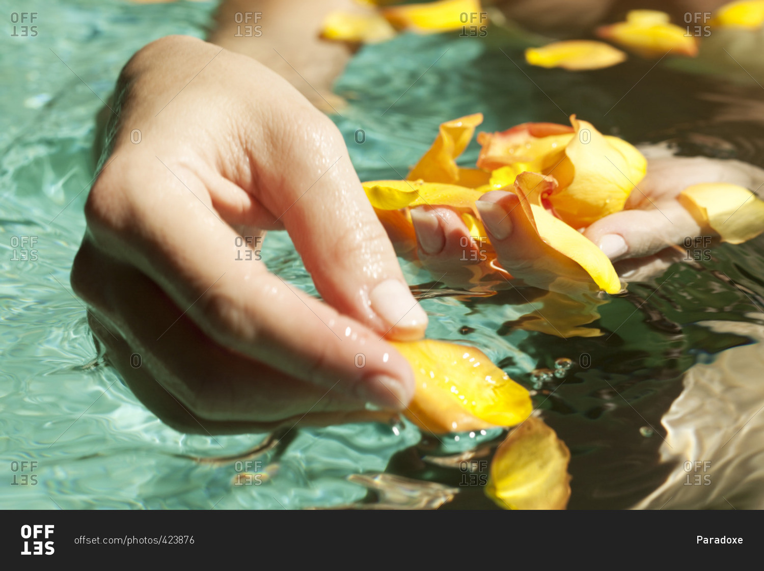 Gathering flower petals floating on water