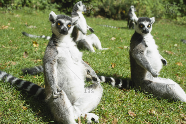 Ring-tailed lemurs (Lemur catta) - Offset