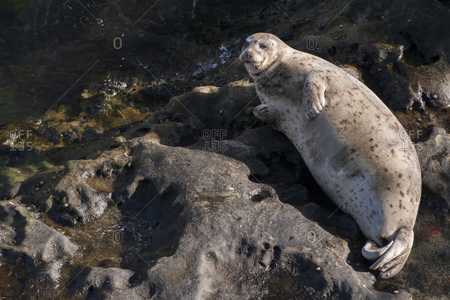 Seal sunbathing on rock - Offset