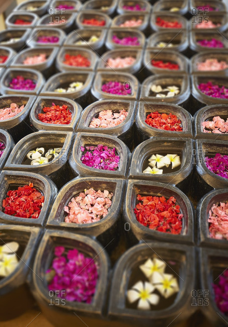 Close up of flower petals in containers