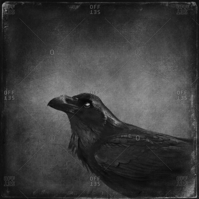 Raven photo from the Offset Collection