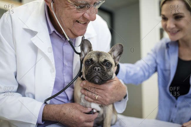 french bulldog veterinarian