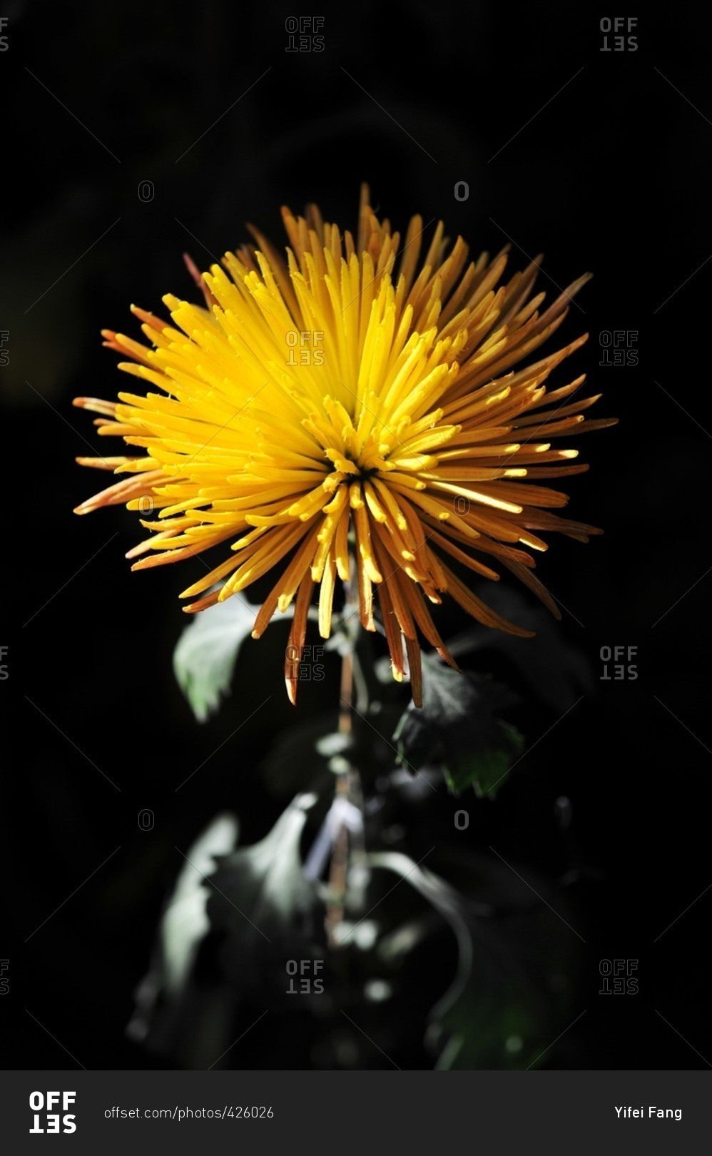 Close up of yellow chrysanthemum flower