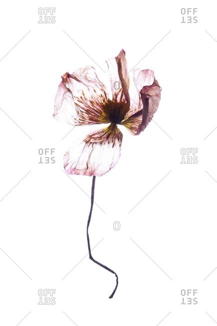 Pink dried poppy on white background