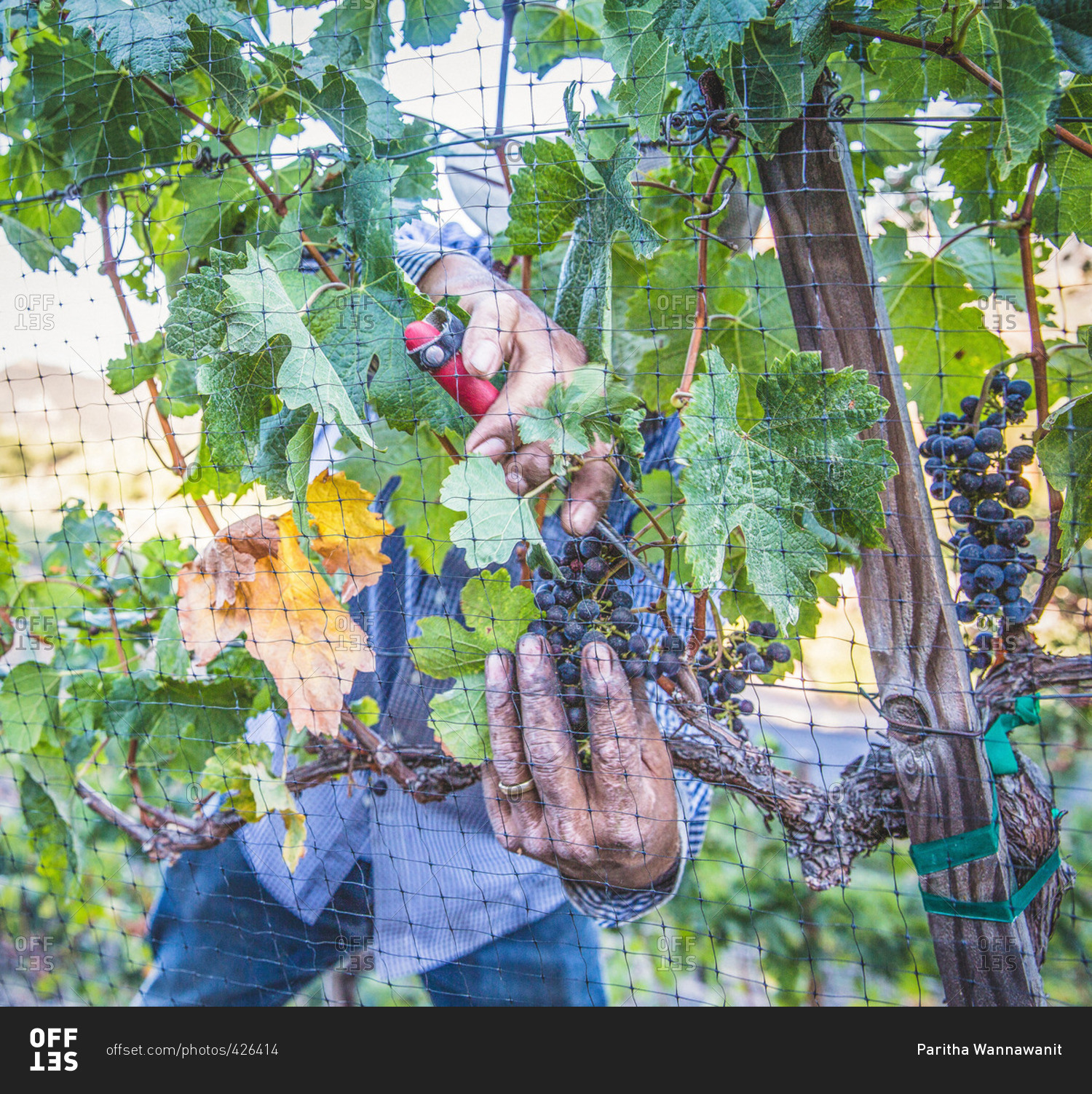 Man\'s hands harvesting wine grapes in Napa Valley, California