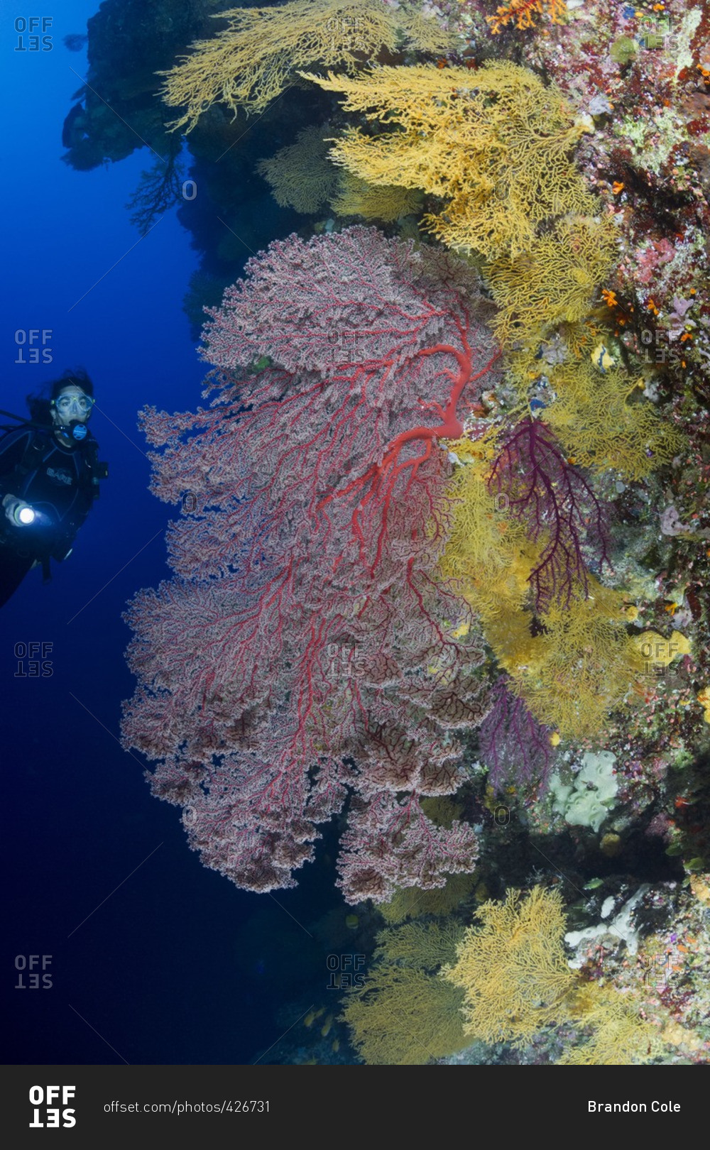 Great Barrier Reef, Australia - September 19, 2016: Scuba diver at a