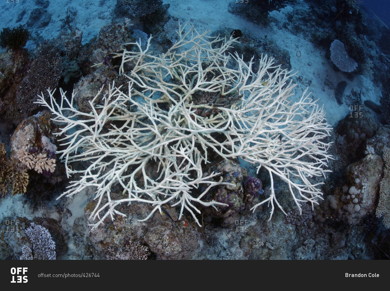 A Branching Coral (Acropora Sp.), Showing Bleaching Due To Climate ...