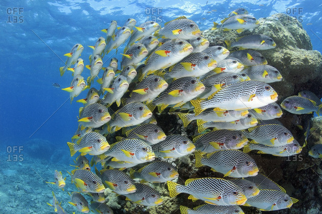 Tightly schooled diagonal-banded sweetlips (Plectorhinchus lineatus), at the Great Barrier Reef, Australia