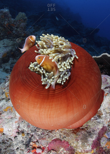 Pink anemonefish (Amphiprion perideraion), also called clownfish, live in symbiotic relationship with a sea anemone, Australia