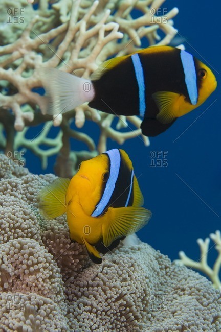 Two orange-finned anemonefish (Amphiprion chrysopterus), Great Barrier Reef, Australia