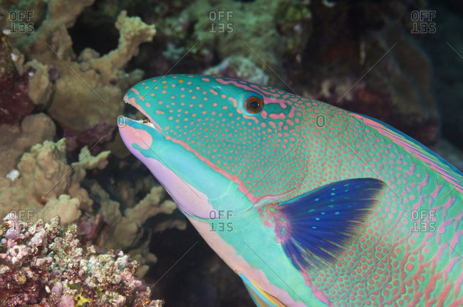 Face of a colorful spotted parrotfish (Cetoscarus ocellatus), Australia