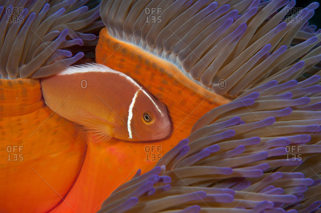 A pink anemonefish (Amphiprion perideraion) living in symbiotic association with magnificent sea anemone (Heteractis magnifica), Australia