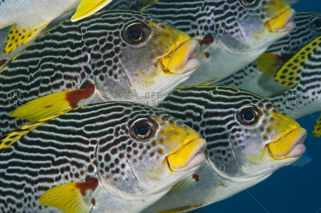 Close-up of the faces of diagonal-banded sweetlips (Plectorhinchus lineatus) tropical fish, Australia