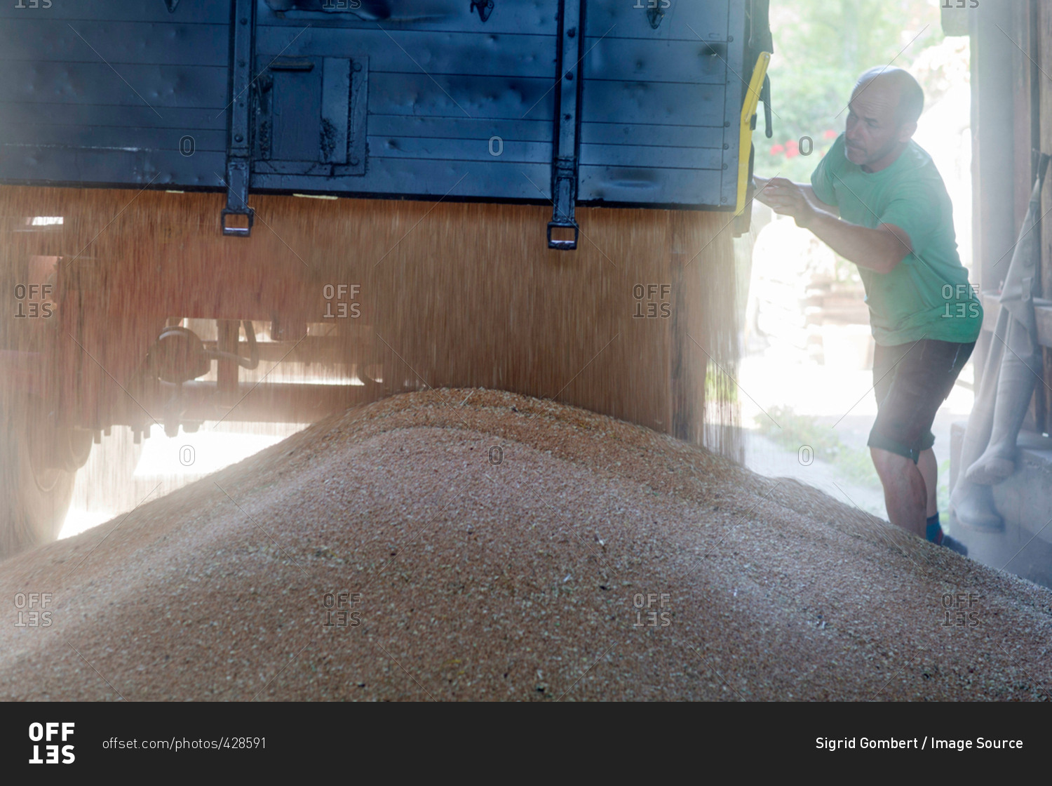 Male farmer monitoring wheat pouring from trailer in barn
