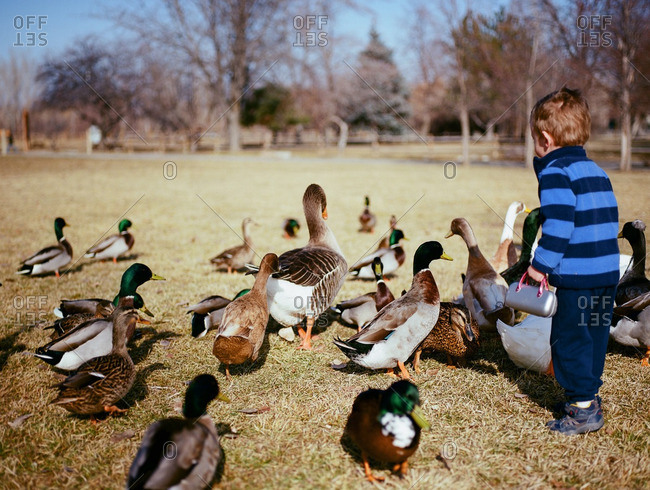 Boy by ducks and geese